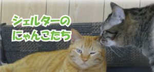 SORAアニマルシェルター